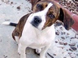 boglen_terrier_20211215_1785331455